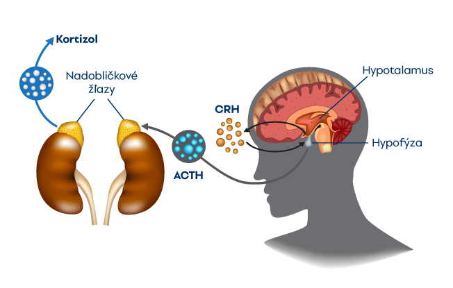 Dráha hormónov spôsobujúcich Cushingovu chorobu a ich ovplyvňovanie 