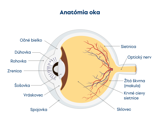 Anatómia ľudského oka