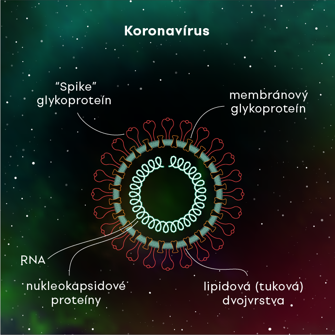 Stavba koronavírusu