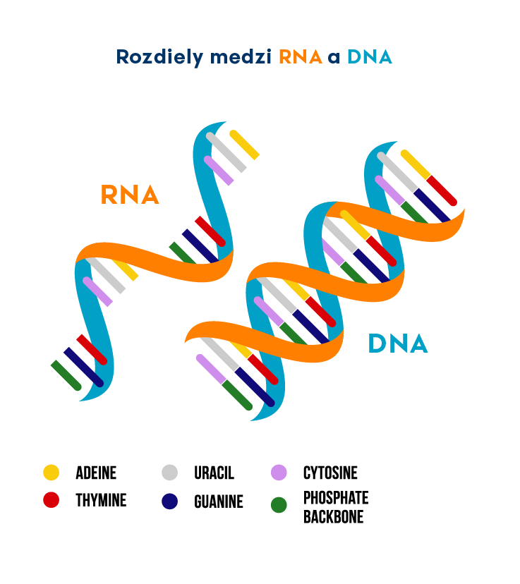 Rozdiely medzi DNA a RNA