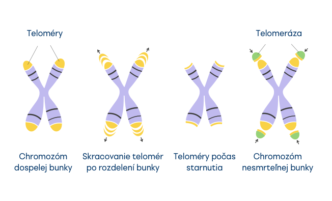 Teloméry