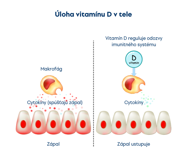 Vitamín D a jeho úlohy