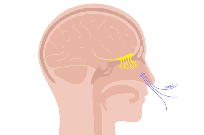 Zakončenia čuchového nervu sú priamo prepojené s mozgom