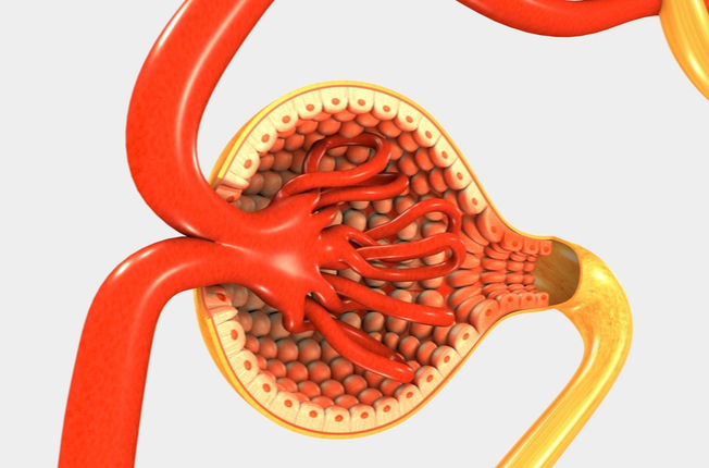 Glomerulus 