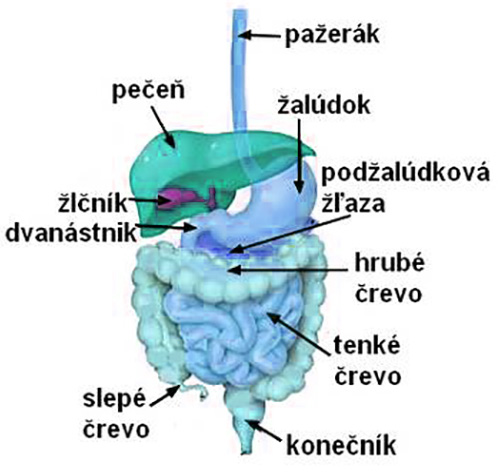 Tráviaca sústava